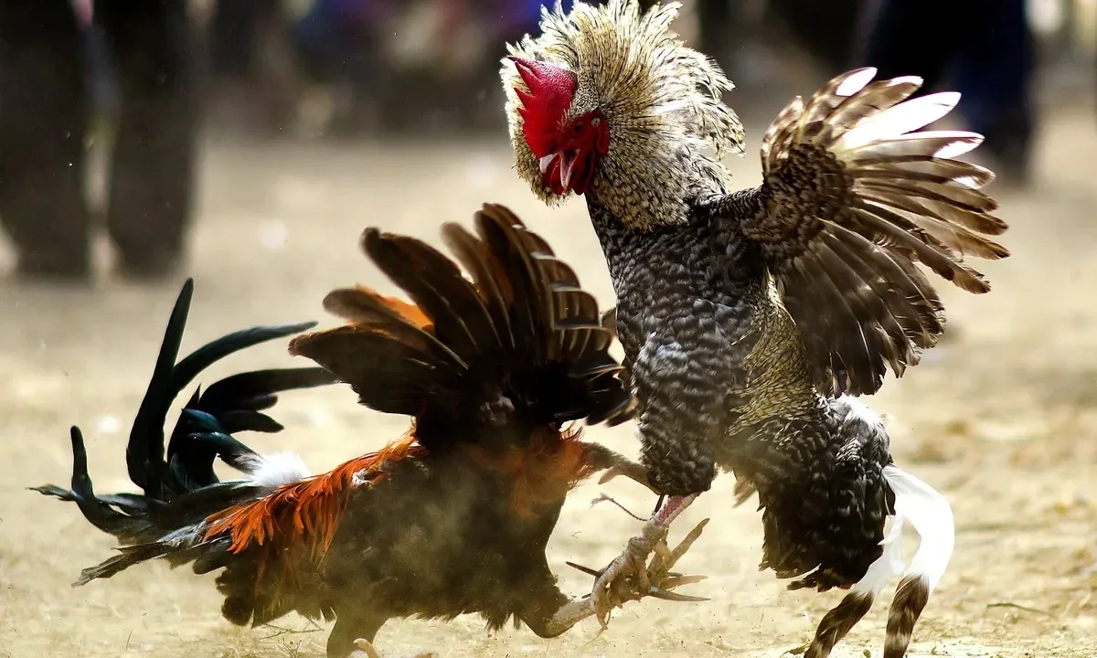 Visual permainan adu ayam sebagai kategori tambahan dalam lobi DEWAGARUDA